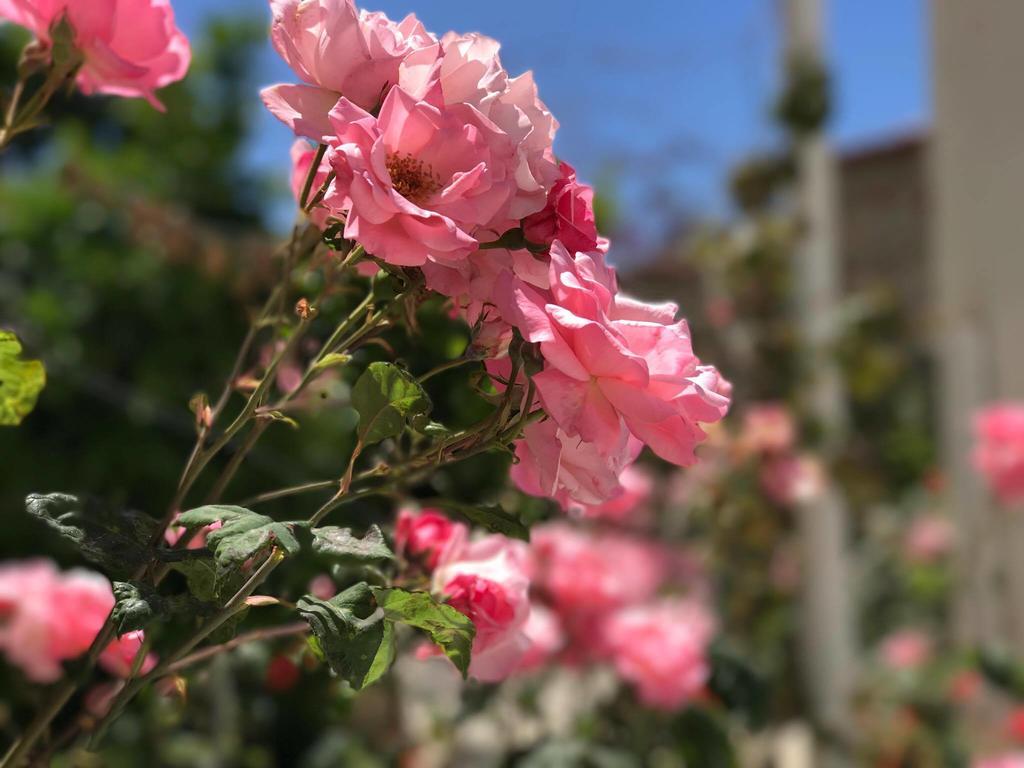 סרנדה Sunny Bay Apartments מראה חיצוני תמונה