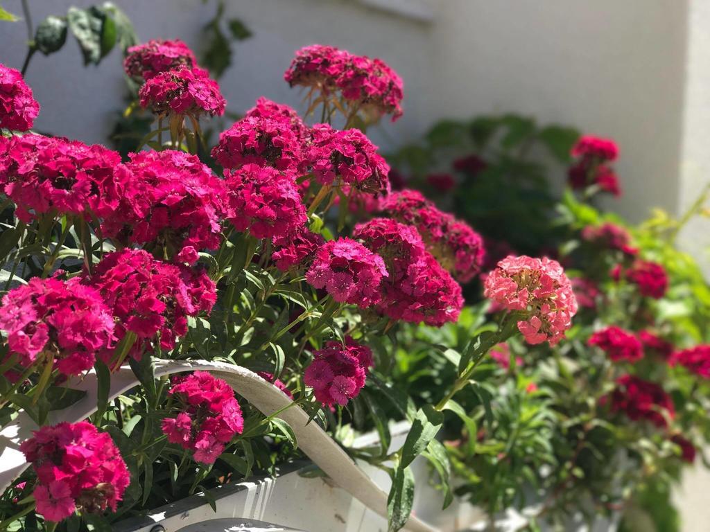 סרנדה Sunny Bay Apartments מראה חיצוני תמונה